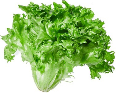 Frill lettuce