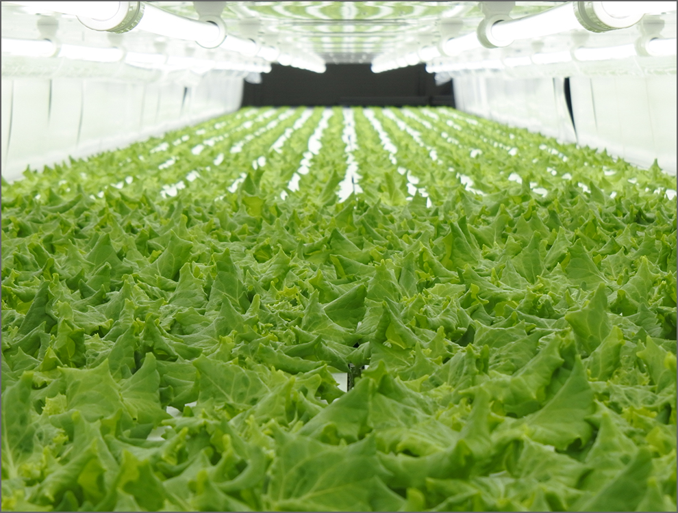 Vitec Farm Nanao Co. Ltd<br>Lettuce Farming scenery (Nanao Factory)